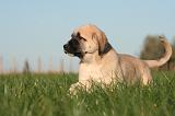 KANGAL 131